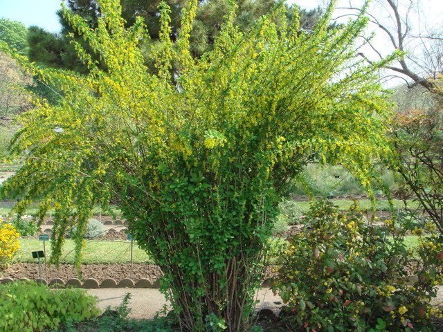 Berberis vulgaris